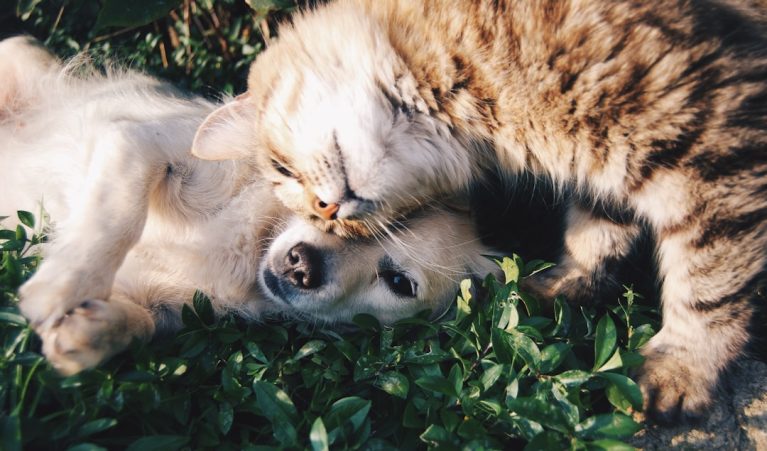 Pet Products That Keep Your Pets Comfortable and Happy