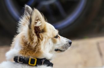 A collection of innovative pet accessories including a smart collar, automatic feeder, and interactive toys in a cozy home setting.