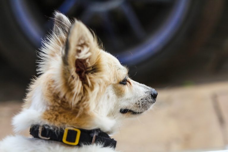 Smart Pet Gear Every Loving Pet Owner Should Consider