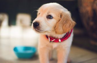 A collection of various pet accessories including feeding bowls, grooming tools, toys, and a pet bed arranged aesthetically.