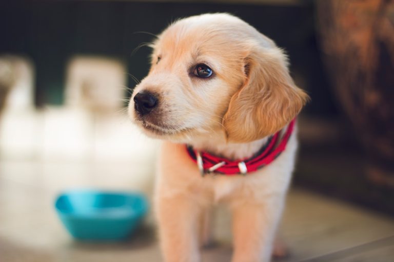 Useful Pet Accessories for Daily Care, Play, and Comfort
